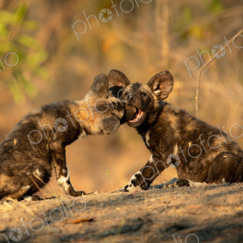 African wild dog, Lycaon pictus, two pups playing together.