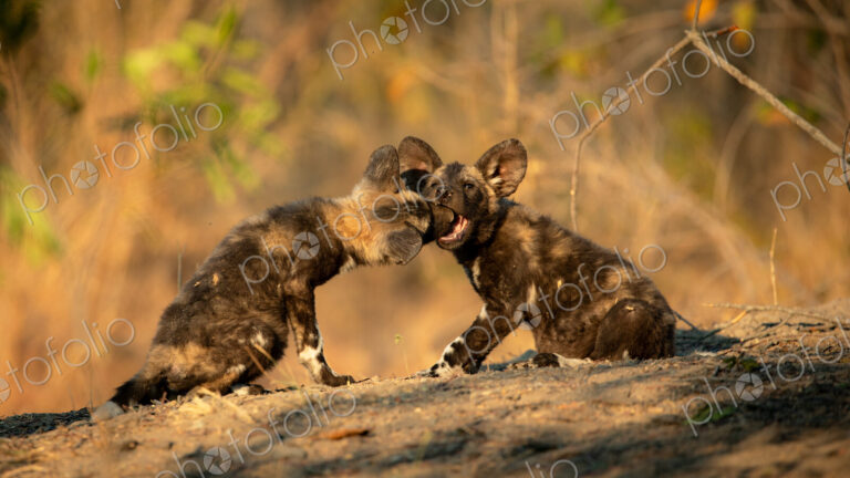 African wild dog, Lycaon pictus, two pups playing together.