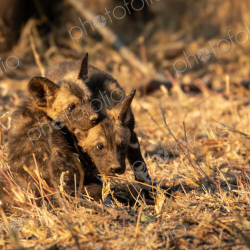 African wild dog pups, Lycaon pictus, playing together.