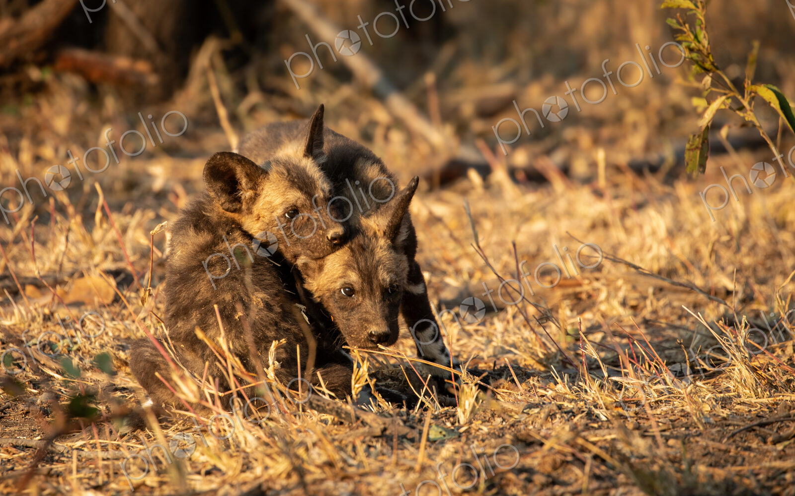 African wild dog pups, Lycaon pictus, playing together.