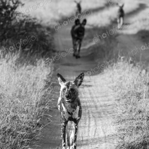 African wild dogs, Lycaon pictus, in black and white. African wild dogs, Lycaon pictus, in black and white.