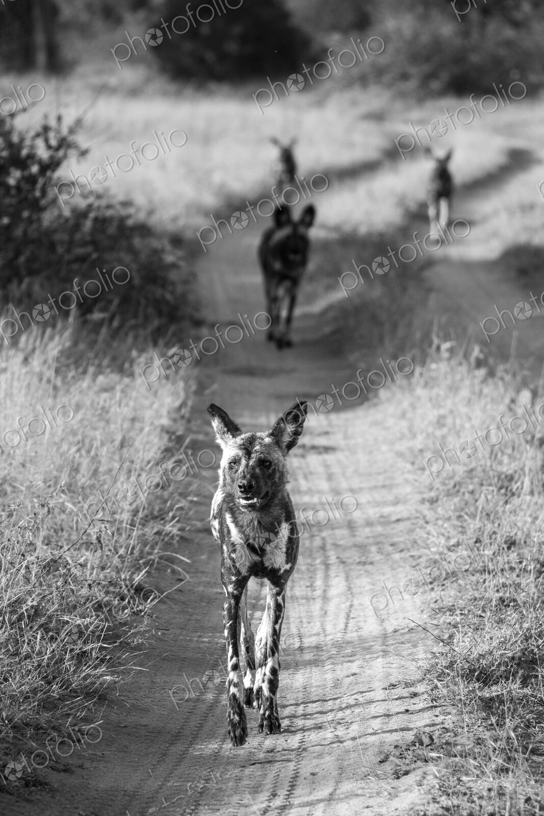 African wild dogs, Lycaon pictus, in black and white.