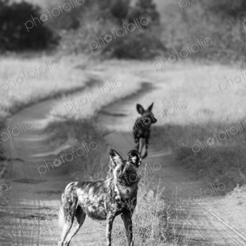 African wild dogs, Lycaon pictus, in black and white. African wild dogs, Lycaon pictus, in black and white.