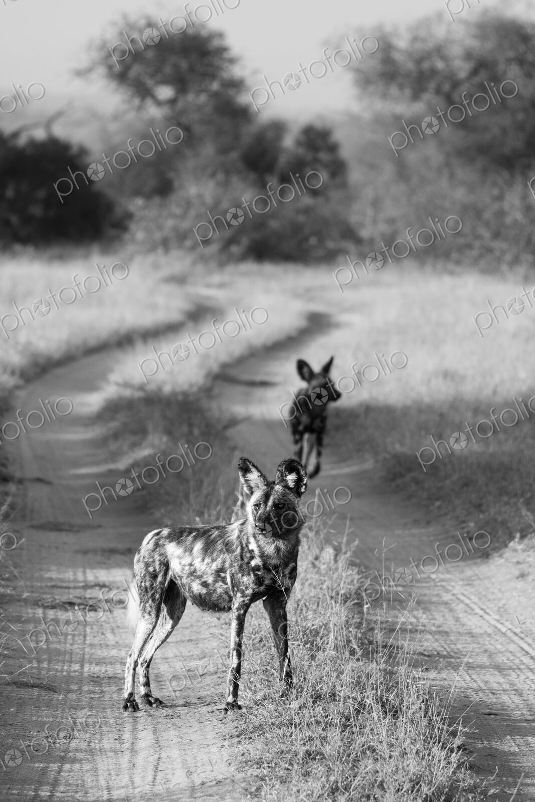 African wild dogs, Lycaon pictus, in black and white.