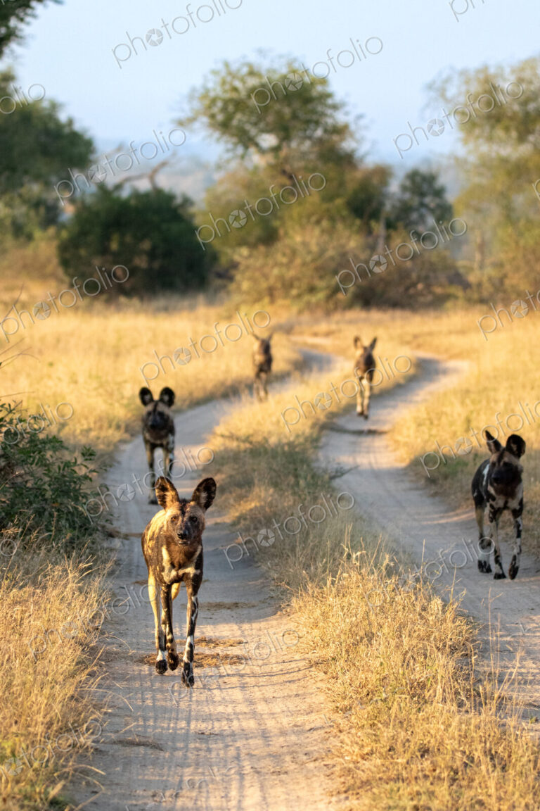 African wild dogs, Lycaon pictus, on dirt track.