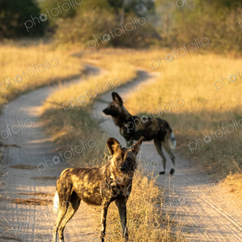 African wild dogs, Lycaon pictus, on dirt track. African wild dogs, Lycaon pictus, on dirt track.