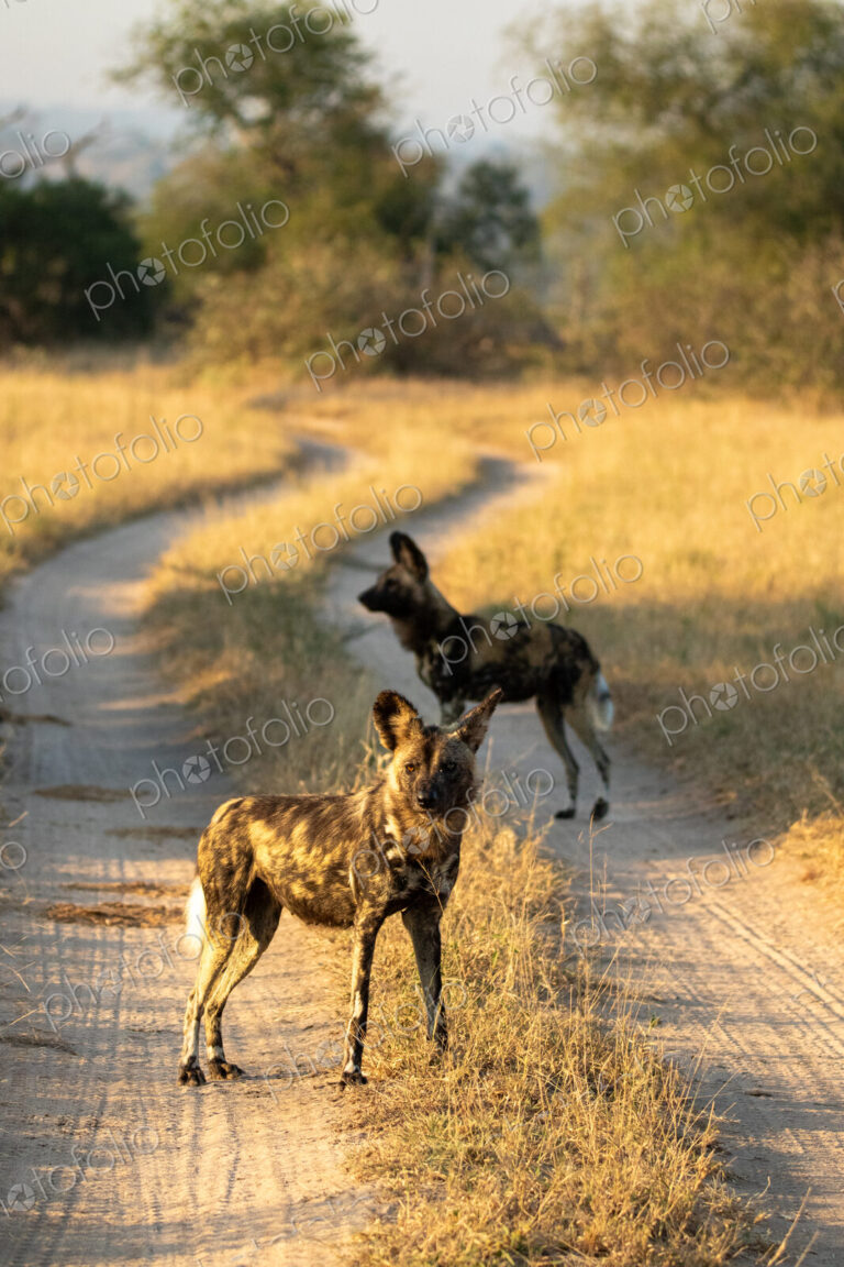 African wild dogs, Lycaon pictus, on dirt track.