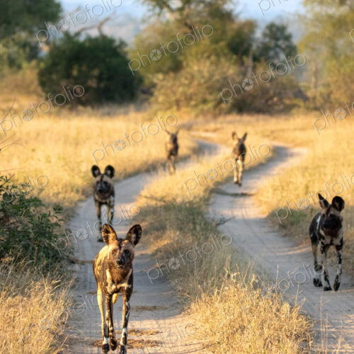 African wild dogs, Lycaon pictus, on dirt track. African wild dogs, Lycaon pictus, on dirt track.