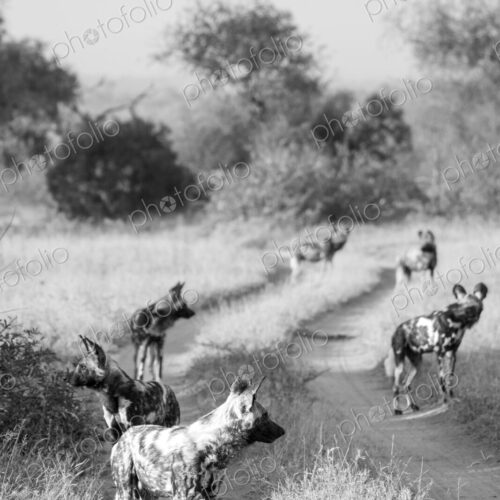 African wild dogs, Lycaon pictus, pack in black and white. African wild dogs, Lycaon pictus, pack in black and white.
