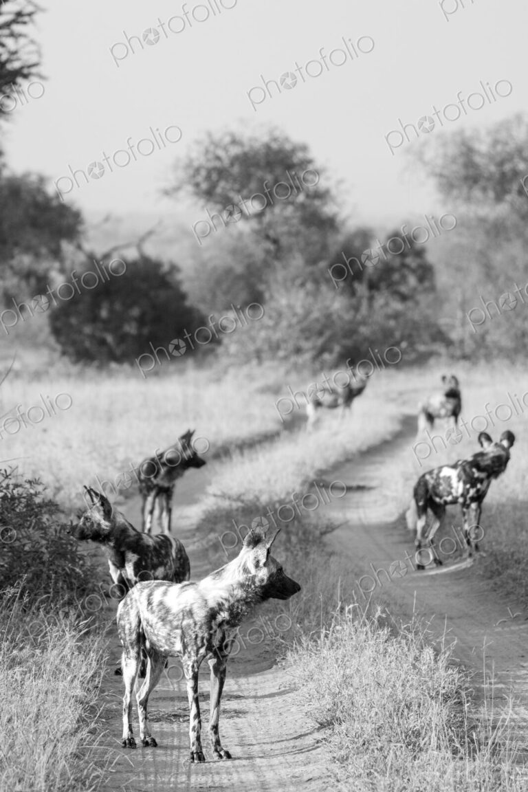 African wild dogs, Lycaon pictus, pack in black and white.