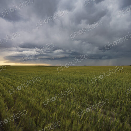Afternoon Storm, a stormy sky above a wheat field, flat plains in Colorado. Afternoon Storm, a stormy sky above a wheat field, flat plains in Colorado.
