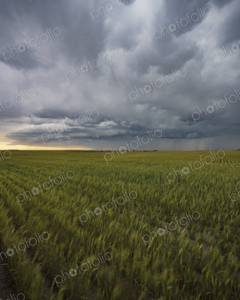 Afternoon Storm, a stormy sky above a wheat field, flat plains in Colorado.