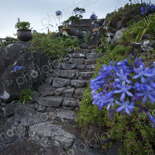 Agapanthus flowers and rustic stone steps in a garden in Portugal.