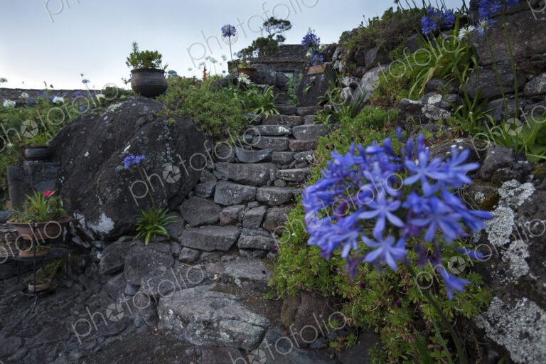 Agapanthus flowers and rustic stone steps in a garden in Portugal.