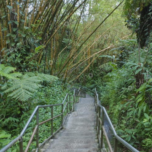 Akaka Falls State Park, a walkway through a bamboo forest.
