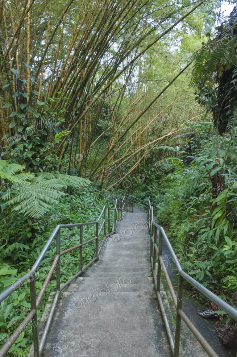Akaka Falls State Park, a walkway through a bamboo forest.