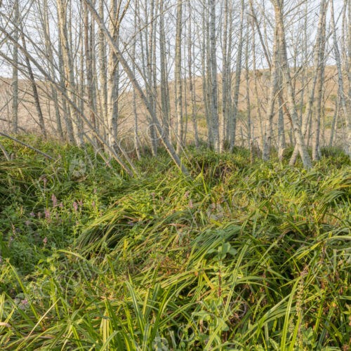 Alder forest with wild flowers Alder forest with wild flowers