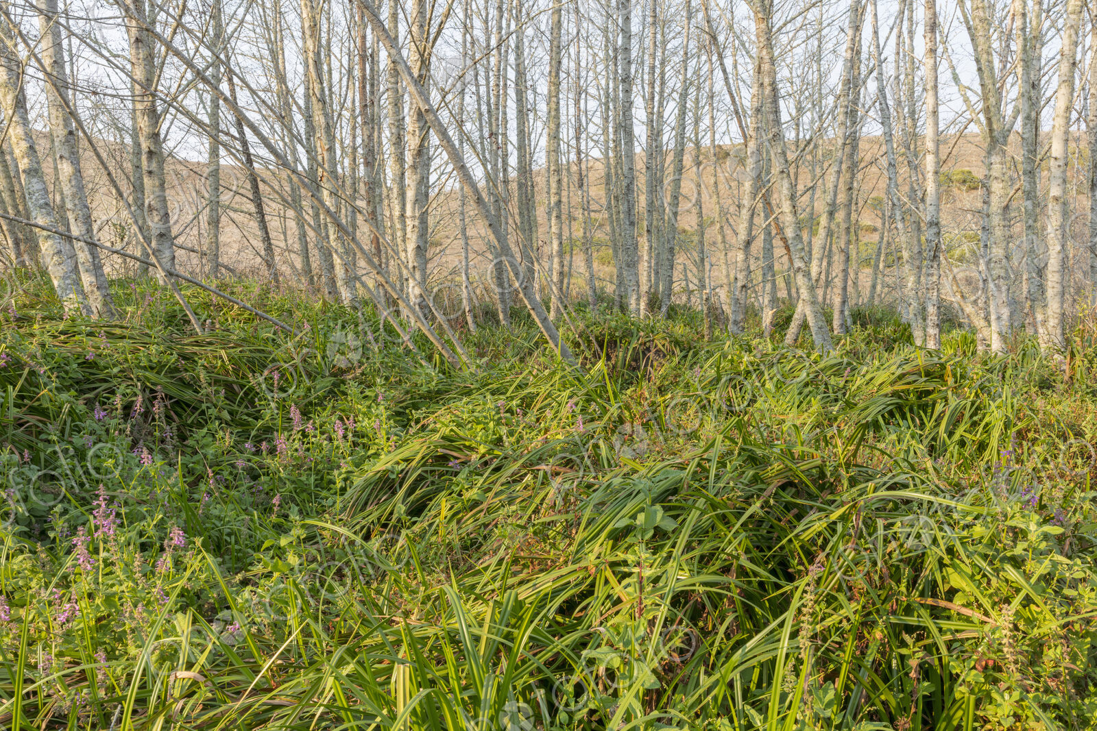 Alder forest with wild flowers