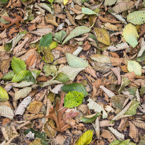 Alder leaves on the ground in the fall, Discovery Park, Seattle< Washington. Alder leaves on the ground in the fall, Discovery Park, Seattle< Washington.