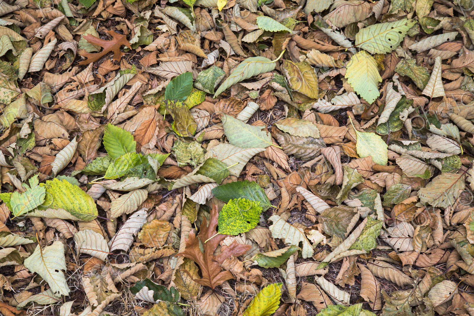Alder leaves on the ground in the fall, Discovery Park, Seattle< Washington.