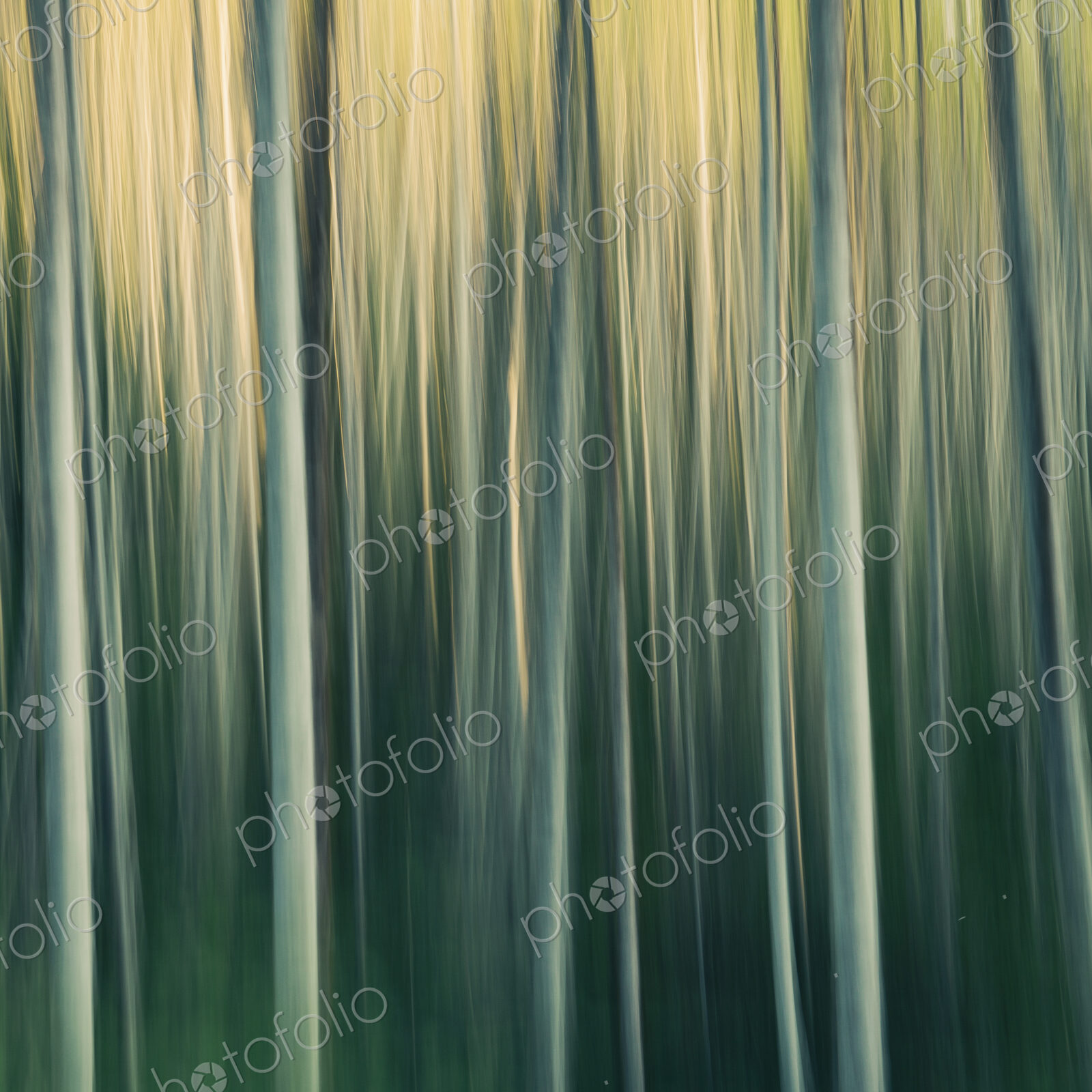 Alder tree forest abstract, blurred motion, Olympic NP