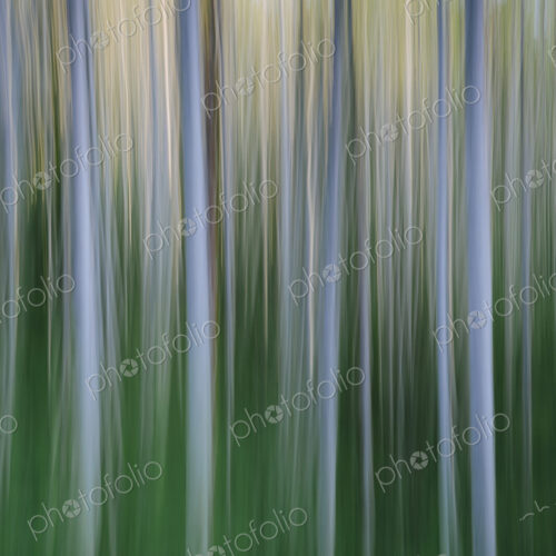 Alder tree forest abstract, blurred motion, Olympic NP