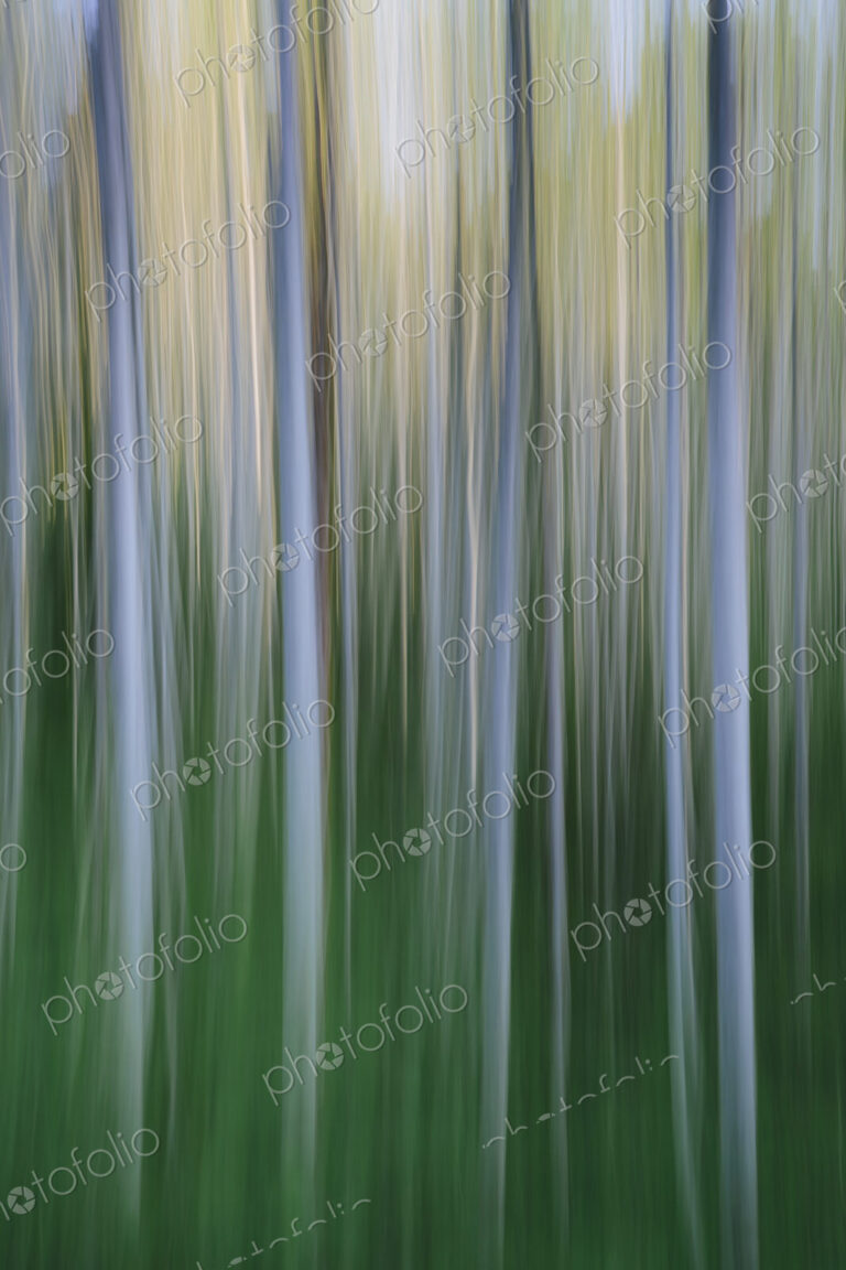 Alder tree forest abstract, blurred motion, Olympic NP