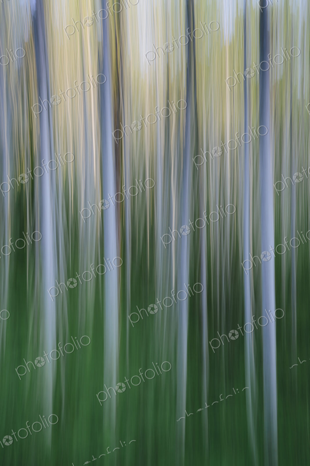 Alder tree forest abstract, blurred motion, Olympic NP