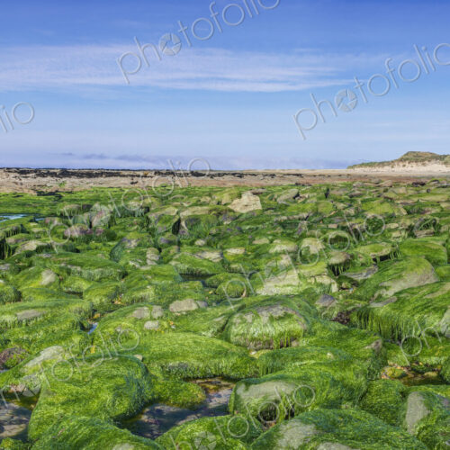 Algae covering rocks at beach, Waipapa, Catlins, New Zealand Algae covering rocks at beach, Waipapa, Catlins, New Zealand