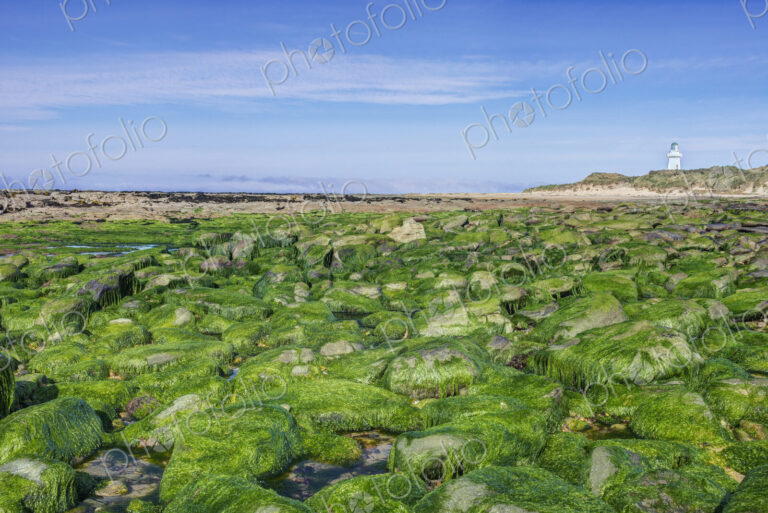 Algae covering rocks at beach, Waipapa, Catlins, New Zealand