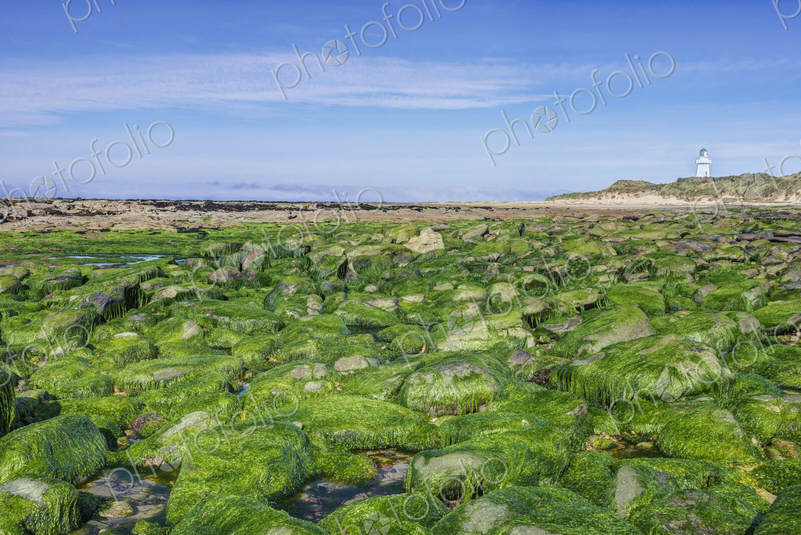 Algae covering rocks at beach, Waipapa, Catlins, New Zealand
