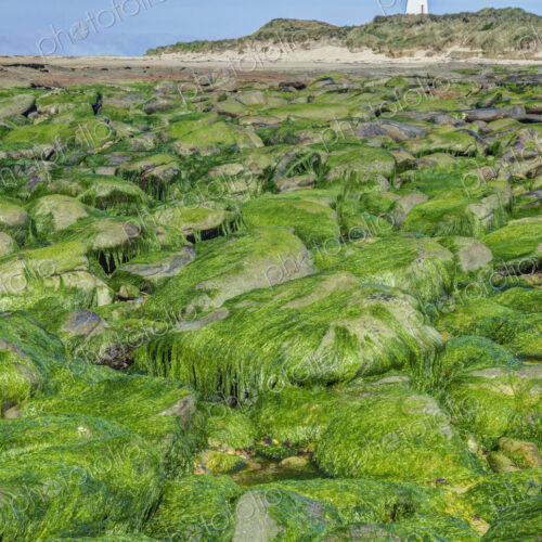 Algae covering rocks at beach, Waipapa, Catlins, New Zealand Algae covering rocks at beach, Waipapa, Catlins, New Zealand