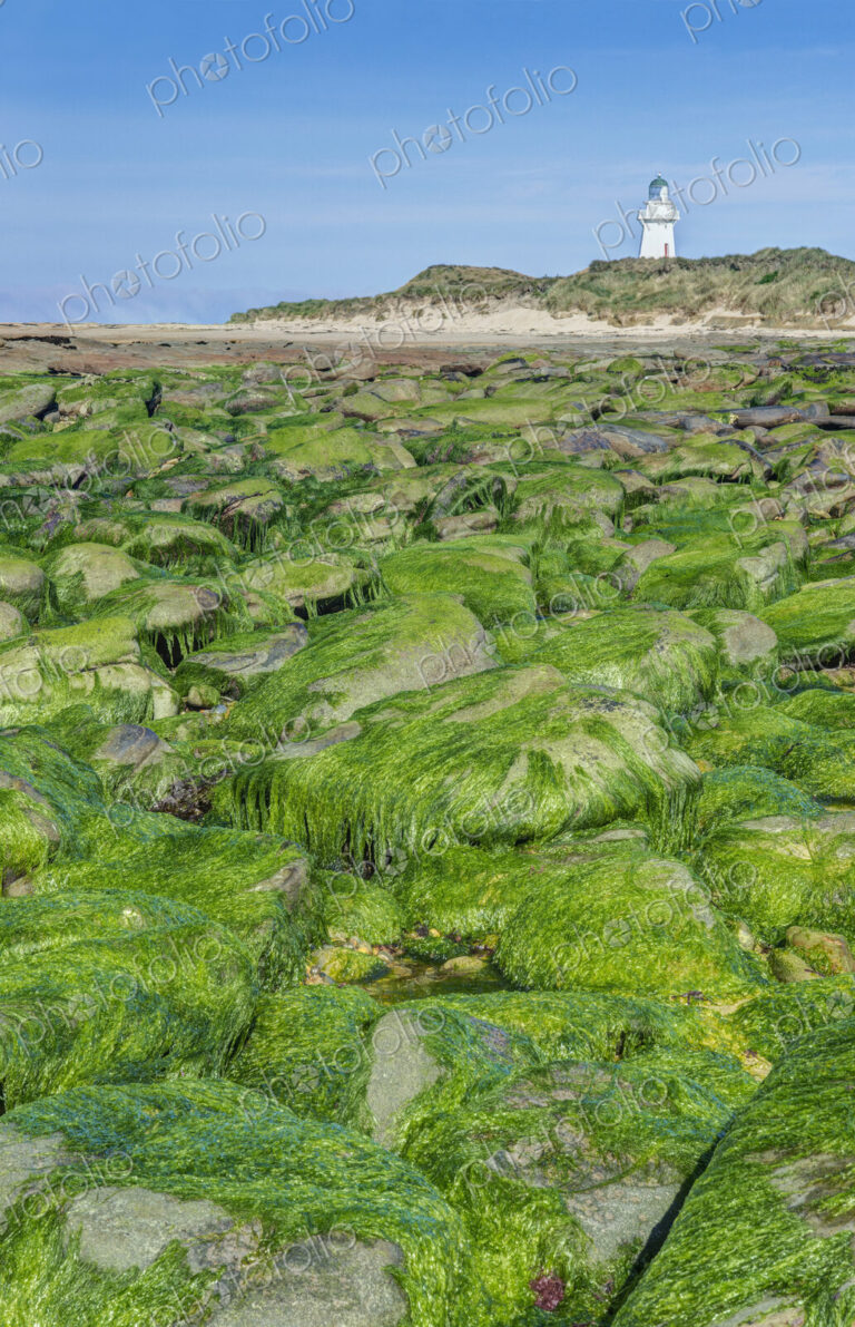 Algae covering rocks at beach, Waipapa, Catlins, New Zealand