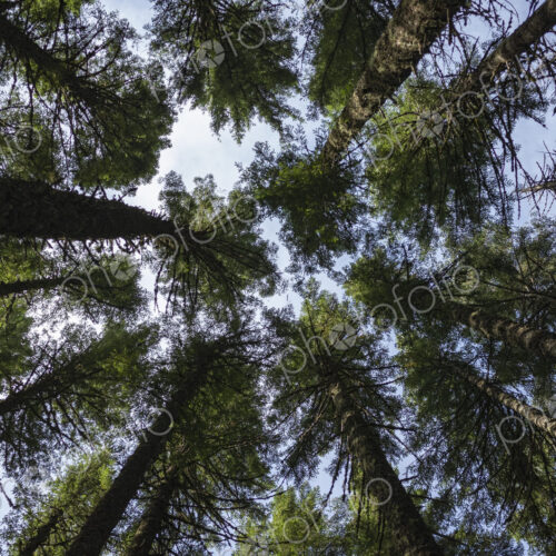 Along the Pacific Crest Trail, Gifford Pinchot National Forest, Washington
