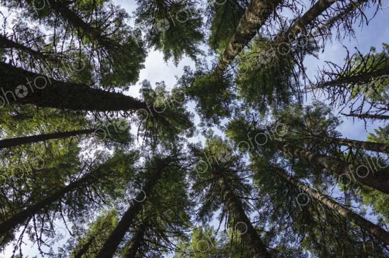 Along the Pacific Crest Trail, Gifford Pinchot National Forest, Washington