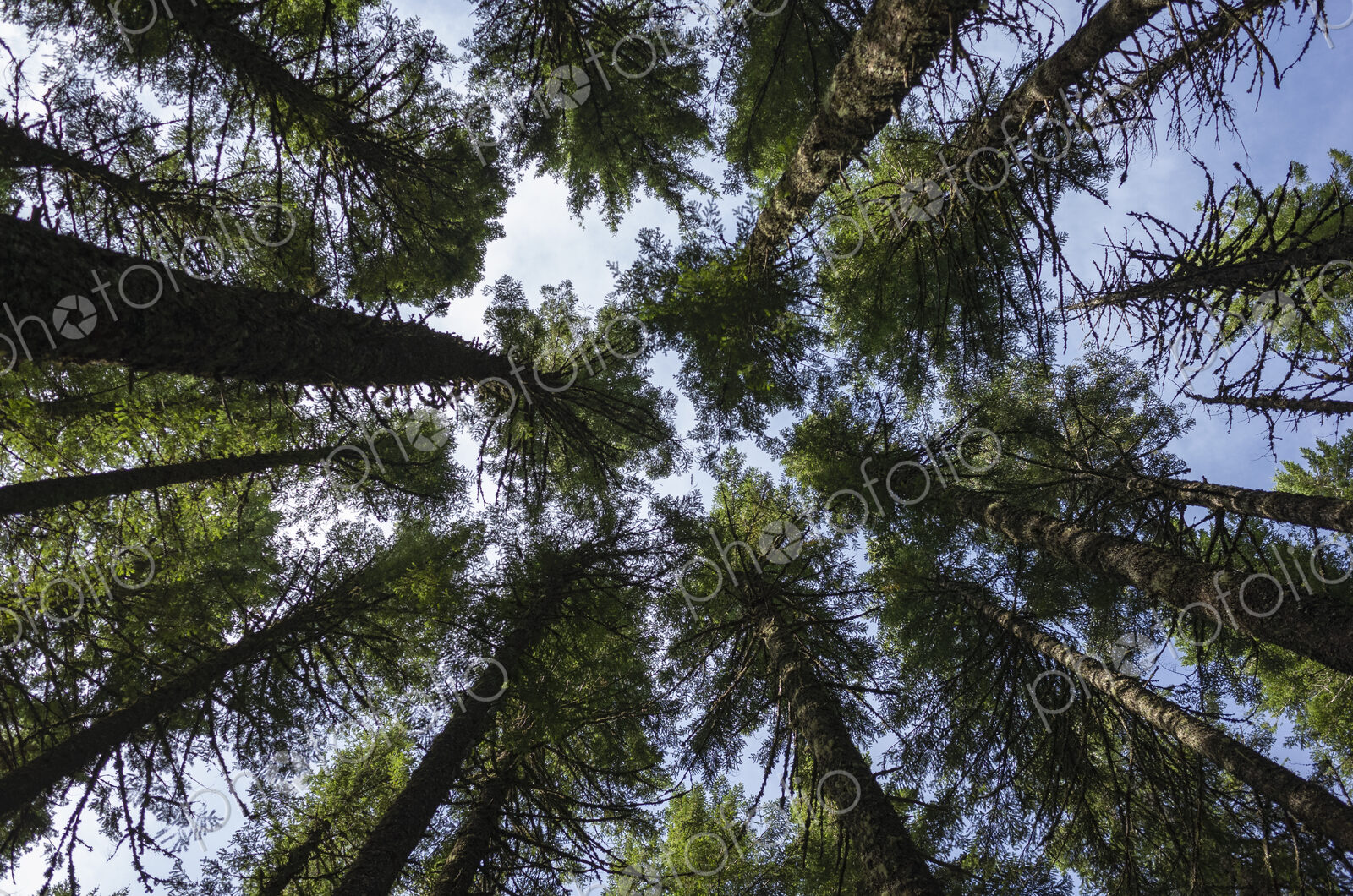 Along the Pacific Crest Trail, Gifford Pinchot National Forest, Washington