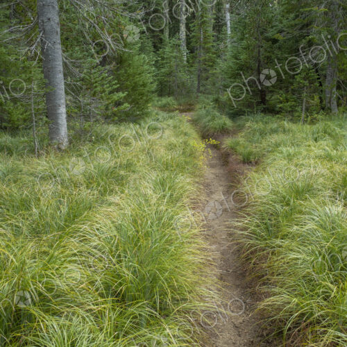Along the Pacific Crest Trail, Mt. Adams Wilderness, Gifford Pinchot National Forest,…
