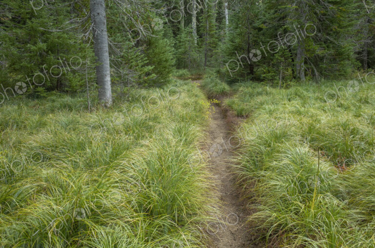 Along the Pacific Crest Trail, Mt. Adams Wilderness, Gifford Pinchot National Forest,…