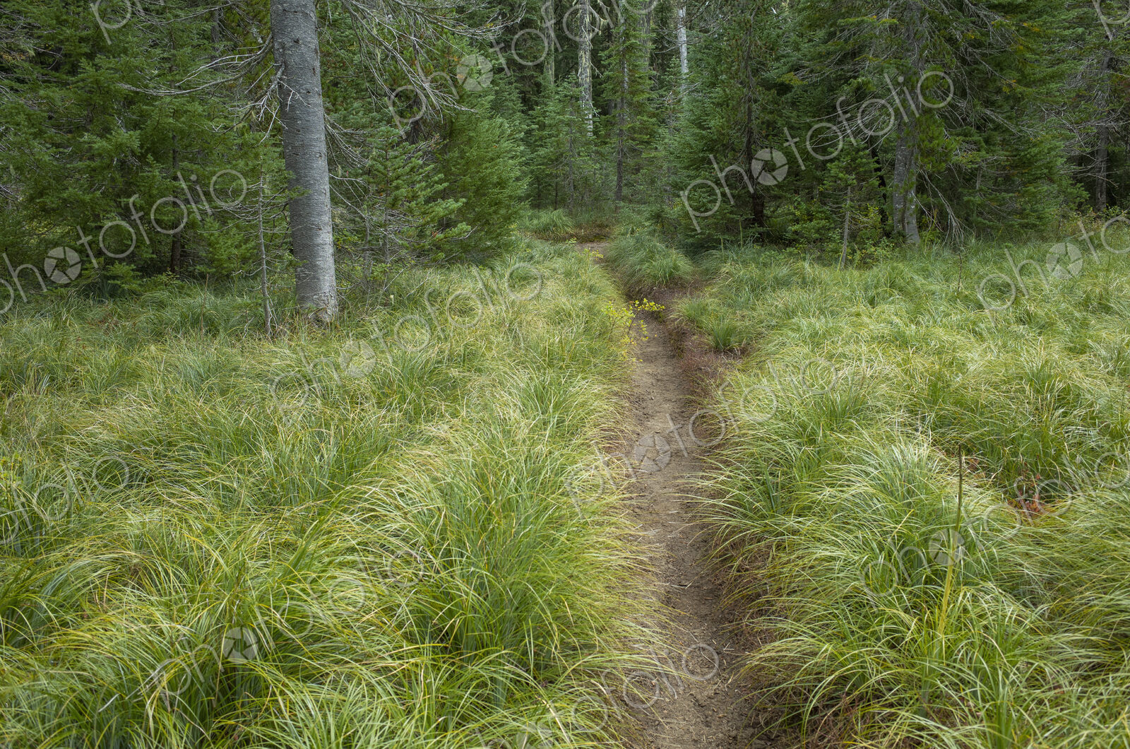 Along the Pacific Crest Trail, Mt. Adams Wilderness, Gifford Pinchot National Forest,…