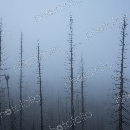 Along the Pacific Crest Trail, Mt. Adams Wilderness, Washington