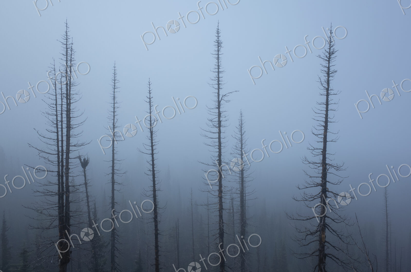 Along the Pacific Crest Trail, Mt. Adams Wilderness, Washington