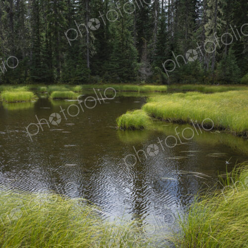 Along the Pacific Crest Trail, Mt. Adams Wilderness, Washington