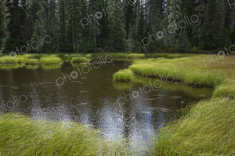 Along the Pacific Crest Trail, Mt. Adams Wilderness, Washington