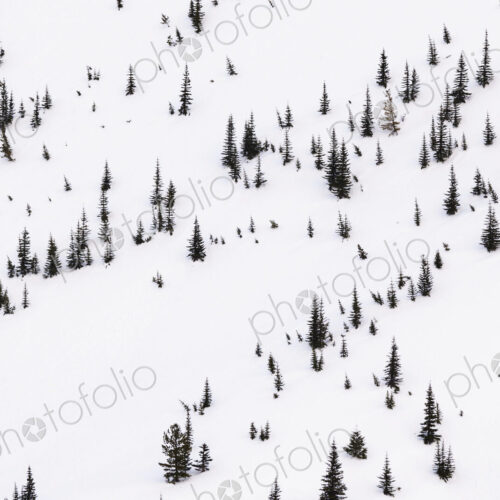 Alpine Fir trees in snow, Hurricane Ridge, Olympic National Park, Port Angeles.