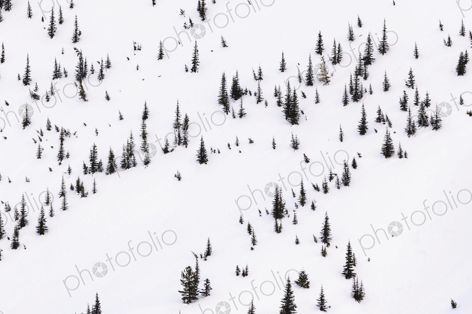 Alpine Fir trees in snow, Hurricane Ridge, Olympic National Park, Port Angeles.