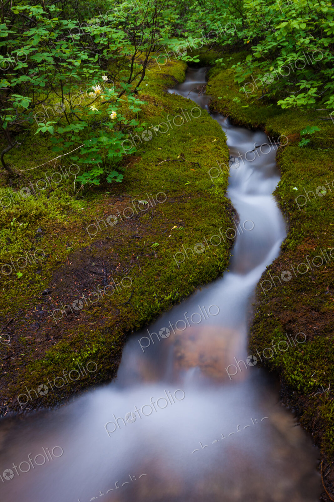 Alpine Stream, a time lapse effect, Jasper National Park, Alberta, Canada