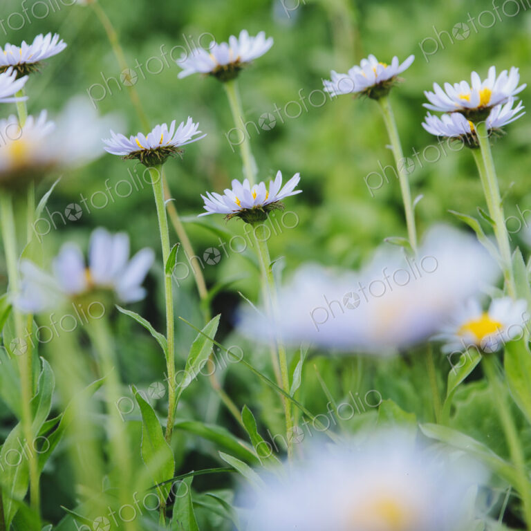 Alpine asters, daisy like flowers in lush green meadow at Mount Rainier national park,…
