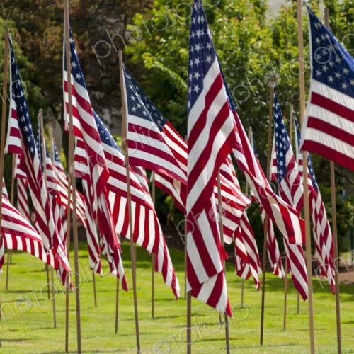 American flags in grass lawn American flags in grass lawn