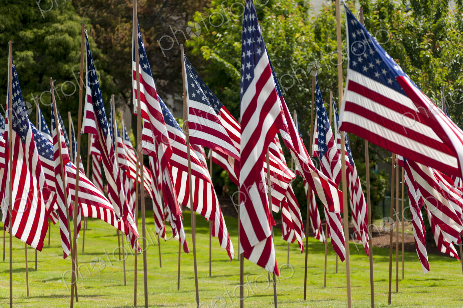 American flags in grass lawn