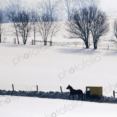Amish Horse and Buggy in Snowy Landscape Amish Horse and Buggy in Snowy Landscape